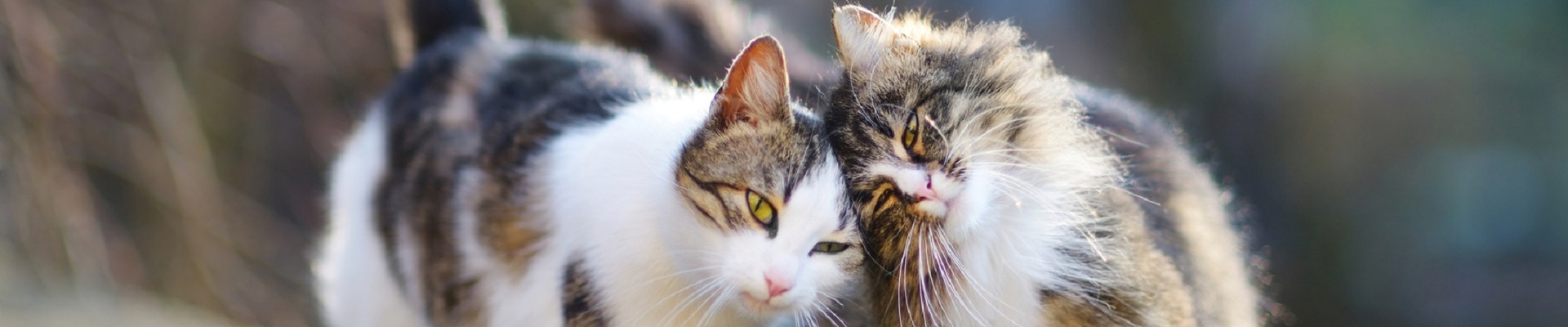 Katzenfutter für Senior Katzen bei Greenheart Austria